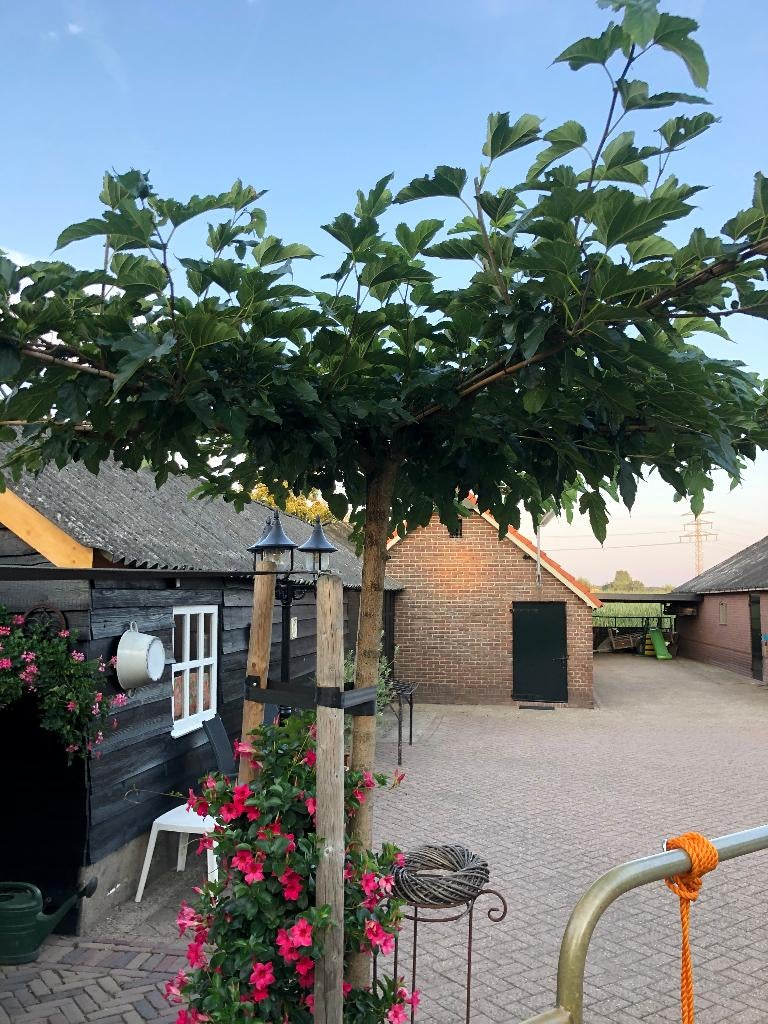 Dak moerbei, Morus platanifoia Fruitless, Dakboom, Lente, 100 tot 250 cm, Dakboom, Ophalen