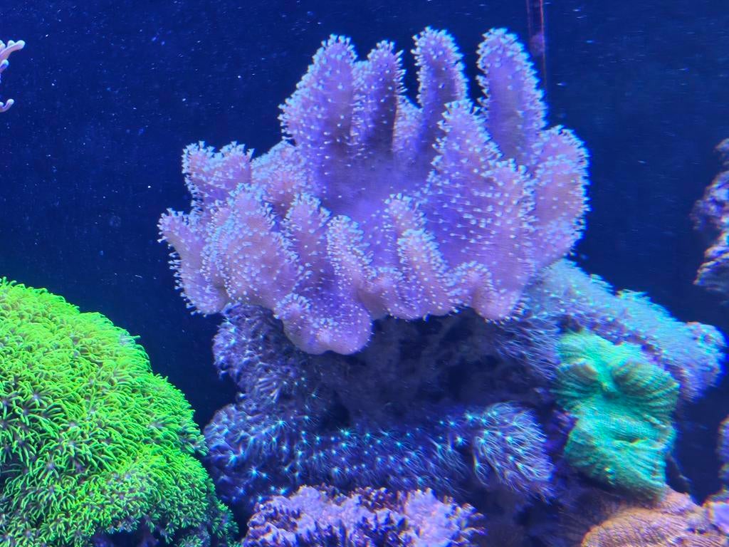 Grote steen met vol met sterpoliep, rhodactis en duiveklauwl, Overige typen