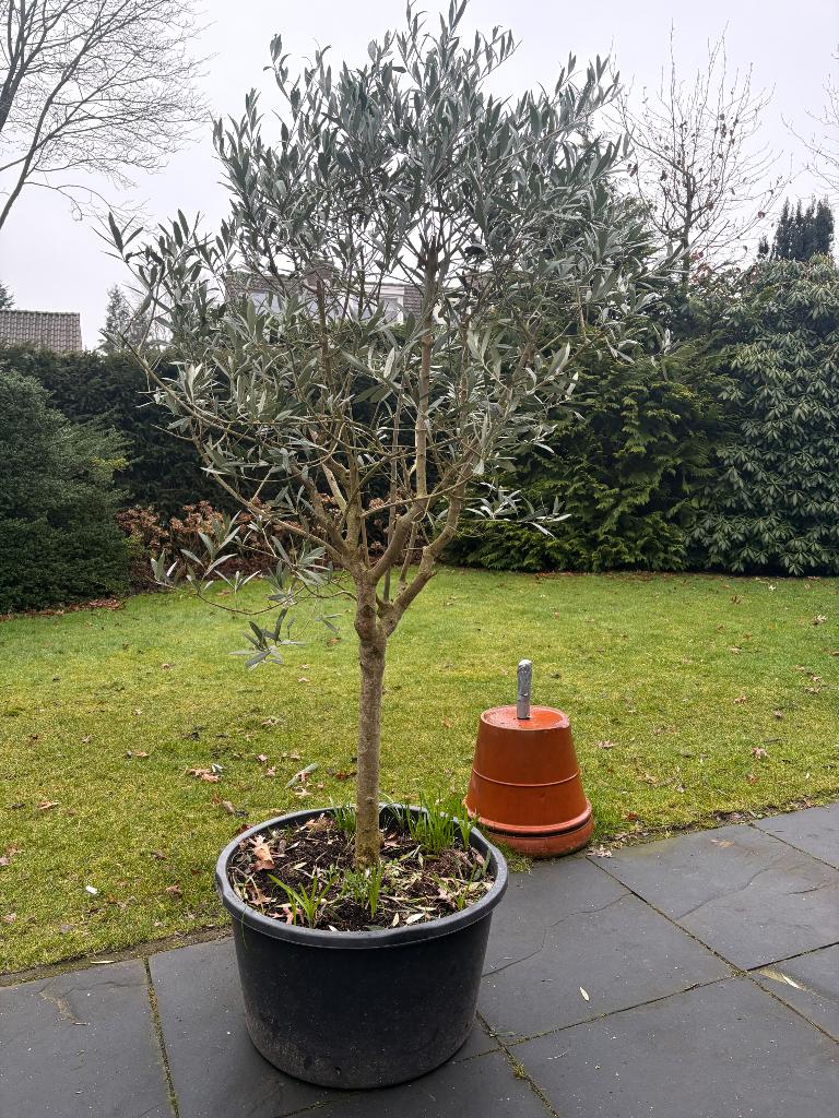 Olijfboom, Bloeit niet, Overige soorten, 100 tot 250 cm, Ophalen