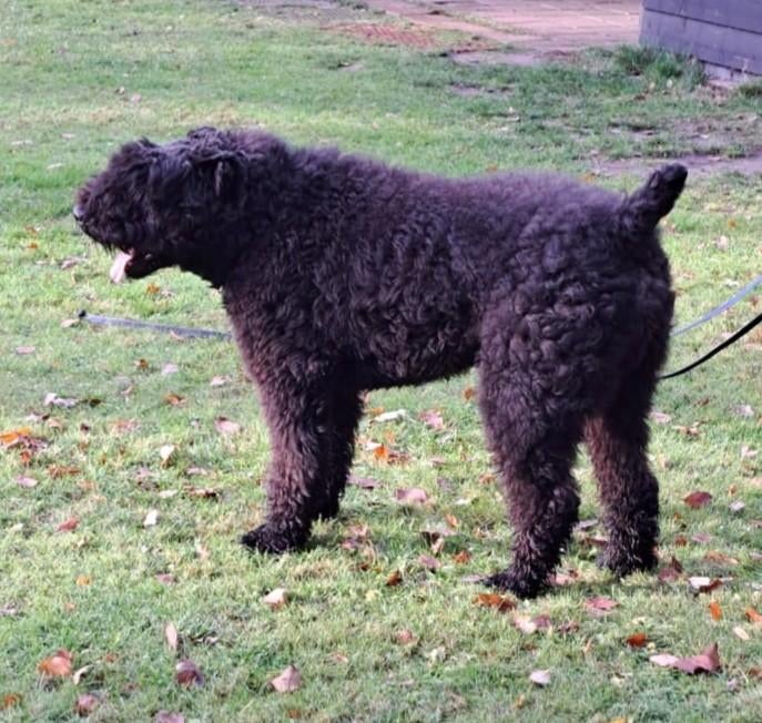 Staat ter dekking, Reu, Parvo, Eén hond, 3 tot 5 jaar