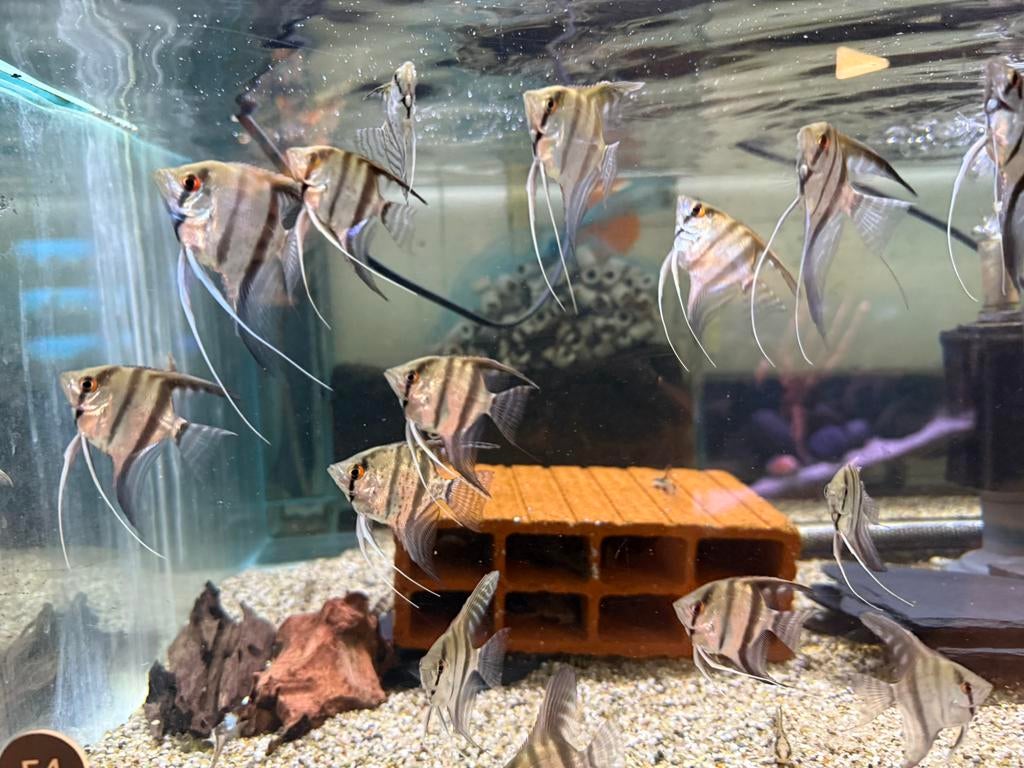 Pterophyllum scalare - maanvis blue pinoy, Vis