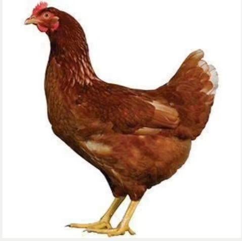 Kippen, Dieren en Toebehoren, Vrouwelijk, Kip