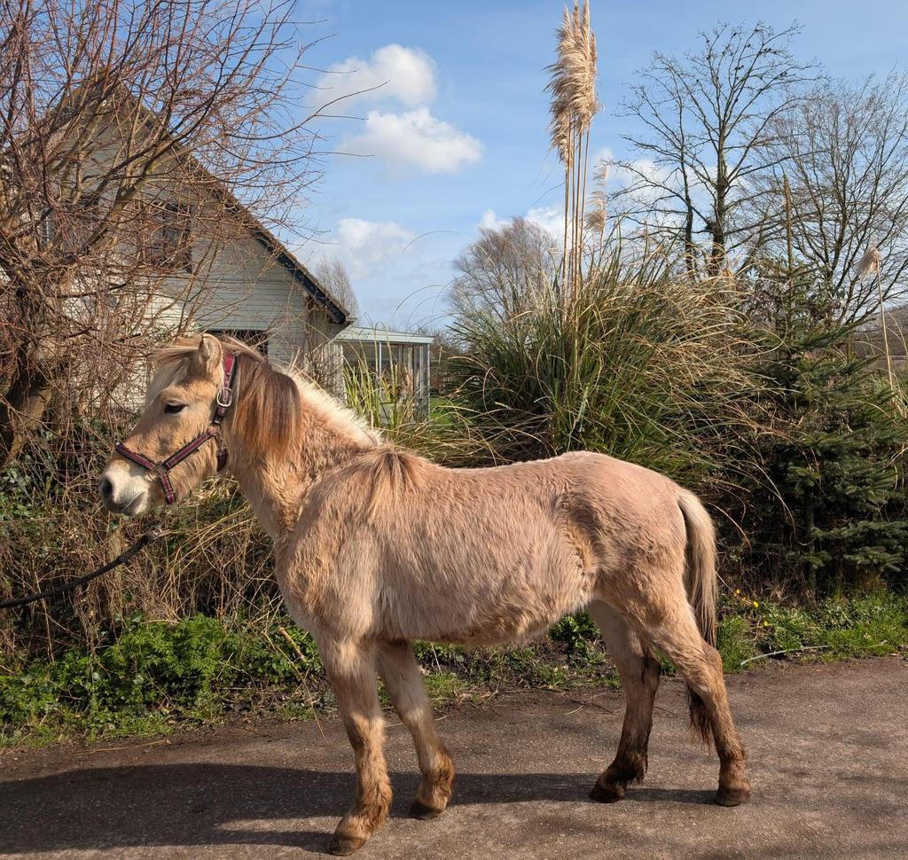 Enorm lieve fjord ruin 1,5 jaar, E pony (1.48m - 1.57m), Met stamboom, Ruin, 0 tot 2 jaar