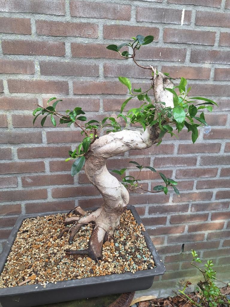 Pre-bonsai ficus ginseng, Ophalen, Bloeit niet, Halfschaduw, Overige soorten