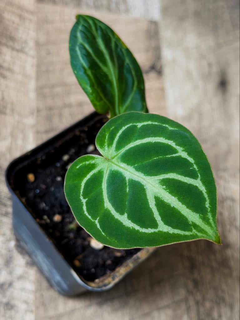 Anthurium Forgetii x Crystallinum, Ophalen of Verzenden, Halfschaduw, Minder dan 100 cm
