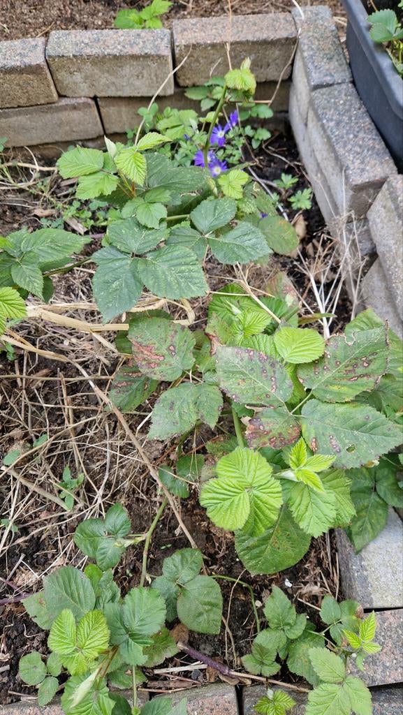 Biologische doornloze braam, Tuin en Terras, Planten | Fruitbomen, Ophalen, Minder dan 100 cm, Overige soorten