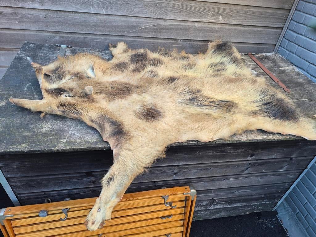 Vacht huid van een zwijn, Verzamelen, Dierenverzamelingen, Ophalen