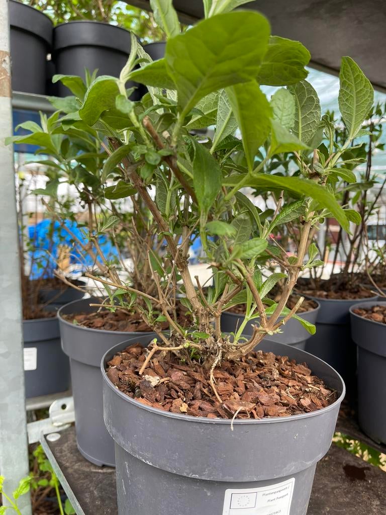 Butterfly - Buddleja davidii ‘Ruby’ (PBR) 4 voor €10, Vaste plant, Halfschaduw, Zomer, Ophalen