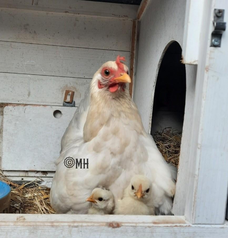 Serama broedeieren, Dieren en Toebehoren, Geslacht onbekend, Kip