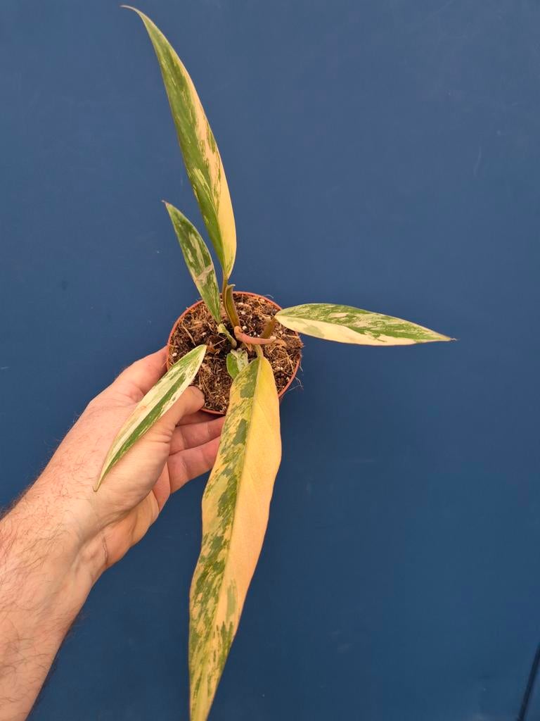 Philodendron Caramel Marble p10 (5), Ophalen of Verzenden, Halfschaduw, Minder dan 100 cm