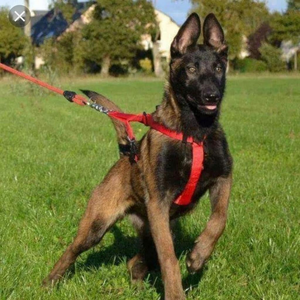 Gezocht herders die dolgraag met een bal willen spelen, Parvo, 15 weken tot 1 jaar, Geslacht onbekend, Meerdere