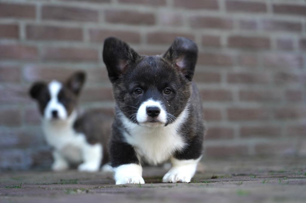 Welsh Corgi pup | Teefje, Parvo, Nederland, 8 tot 15 weken, Teef