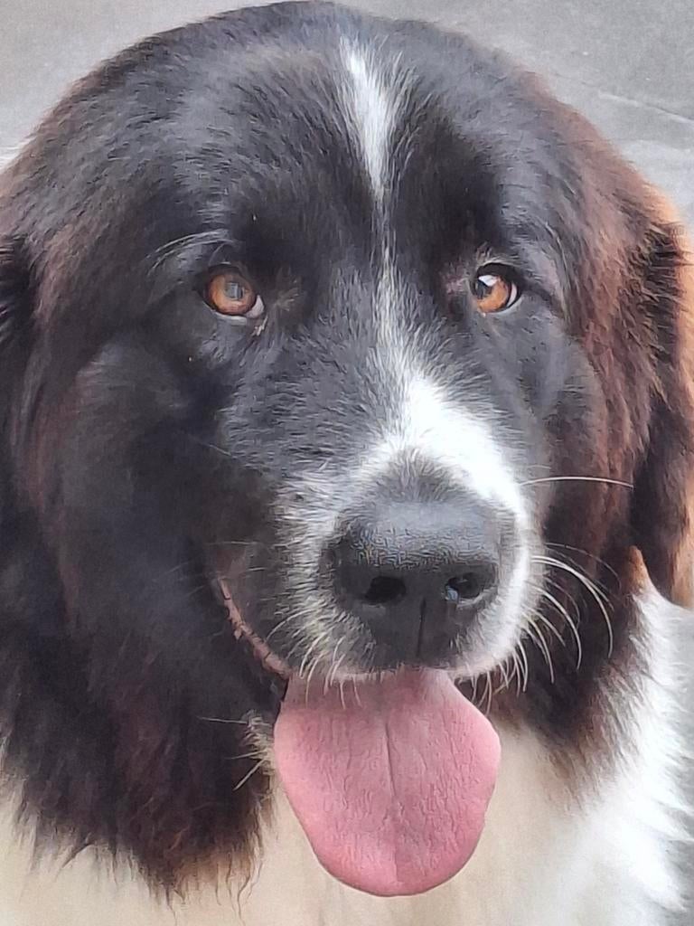 landseer pups  verwacht, Dieren en Toebehoren, Honden | Herdershonden en Veedrijvers, Overige rassen, 8 tot 15 weken, Geslacht onbekend