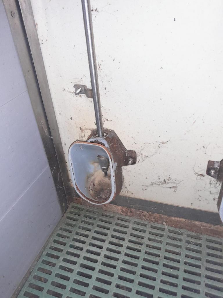 Waterbakken biggen, Dieren en Toebehoren, Schapen, Geiten en Varkens, Meerdere dieren, Varken