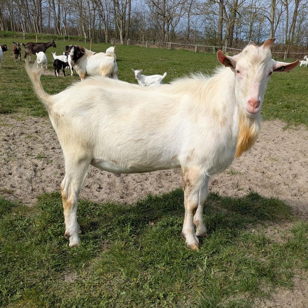 Witte stamboek dekbok, Mannelijk, Geit, 0 tot 2 jaar