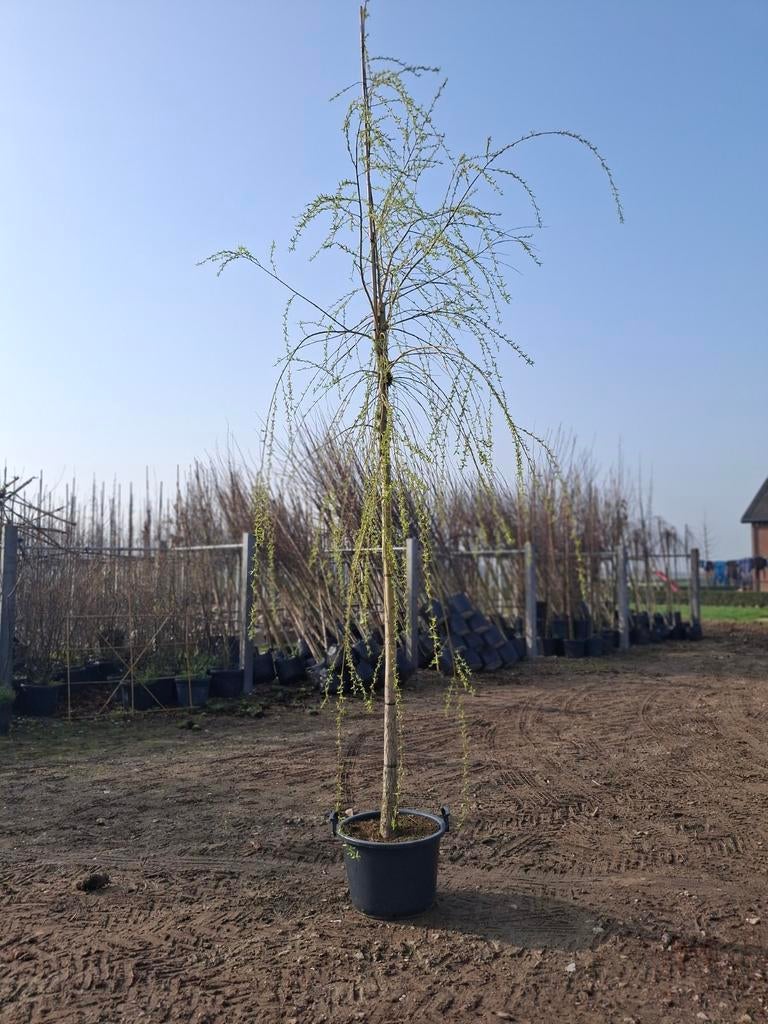 Gele Treurwilg (Salix Sepulcralis Chrysocoma), 250 tot 400 cm, Ophalen, In pot, Treurboom