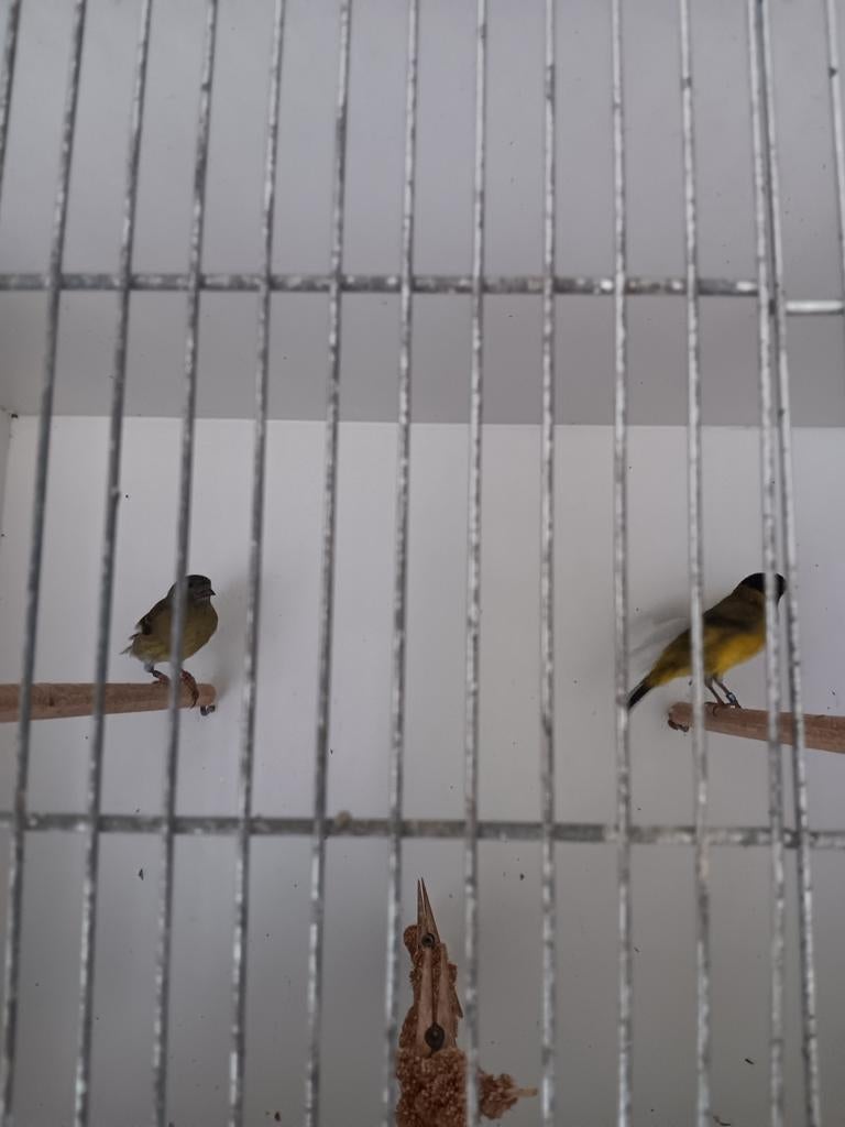 zwartkopsijzen, Dieren en Toebehoren, Meerdere dieren