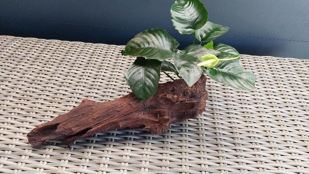 Aquariumhout met Anubias Barteri (F), Ophalen, Zo goed als nieuw, Plant(en), Steen of Hout