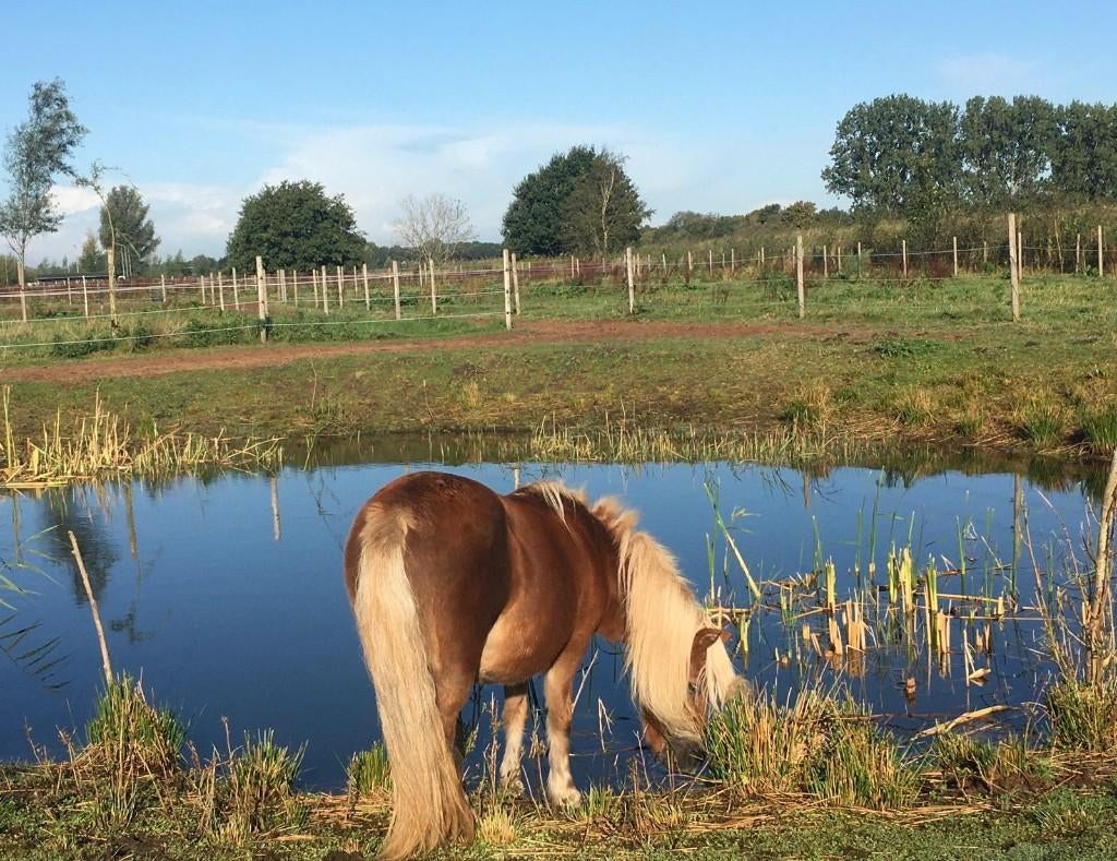 Pensionstalling – Paddock Paradise, Stalling, 4 paarden of pony's of meer