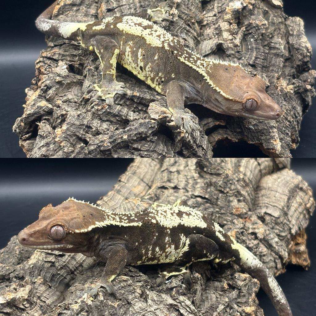 Correlophus ciliatus - Wimpergekko - Crested Gecko Crested Gecko - unknown for sale from Miranda