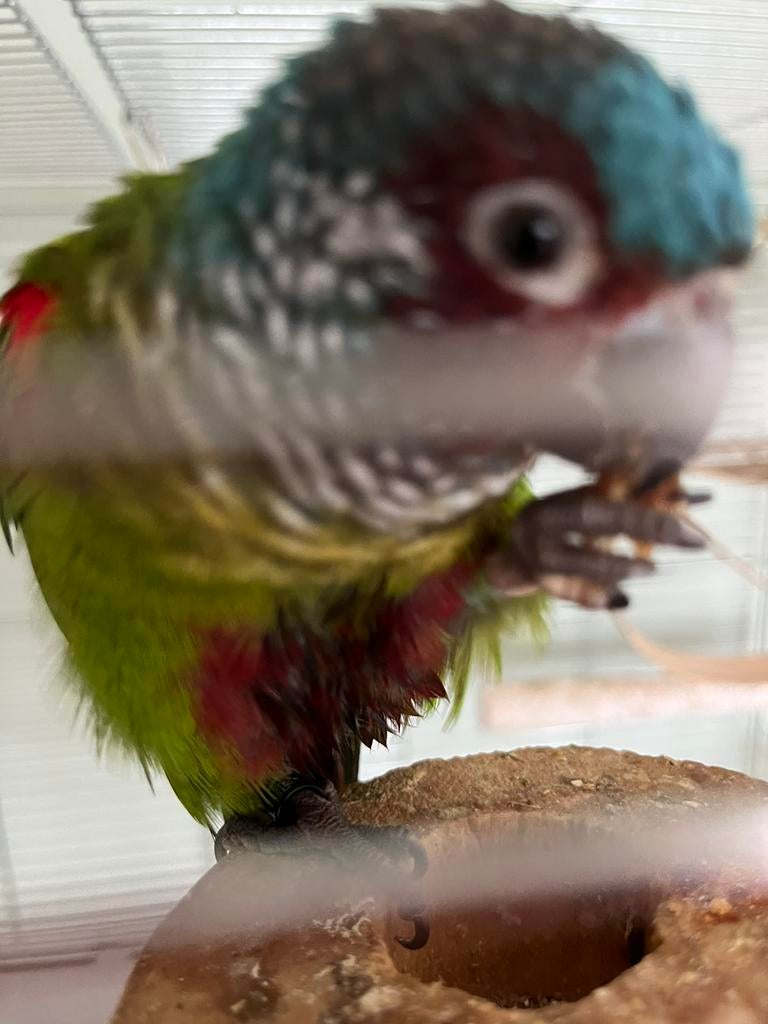 GEZOCHT pyrrhura emma, Vrouwelijk, Parkiet