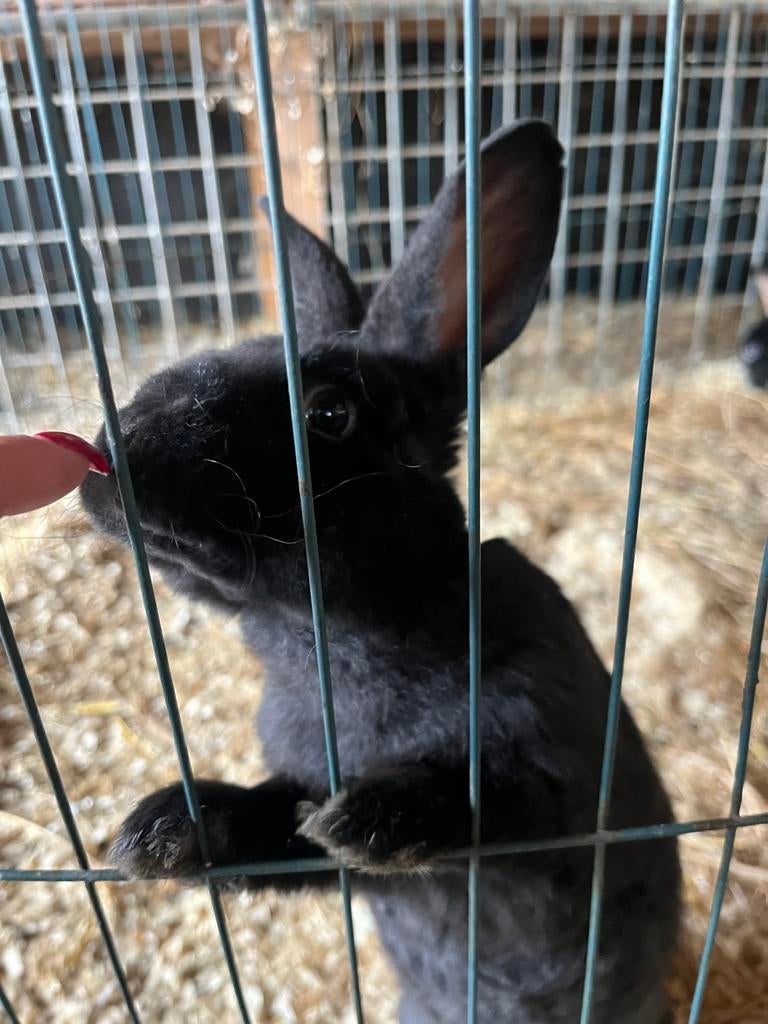 Tamme rex/vlaamse reus konijnen, Meerdere dieren, Groot