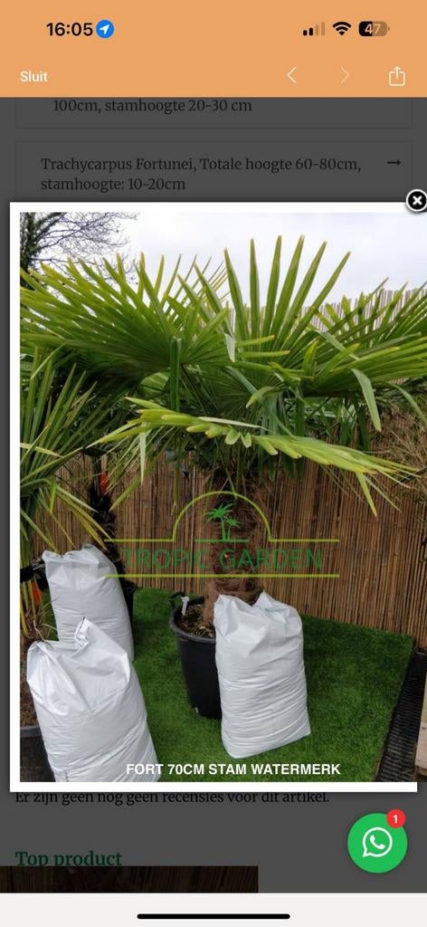 Palmbomen, Olijfbomen, Yucca's, Bamboe met pasen te bezoeken, Ophalen of Verzenden, Overige soorten, Halfschaduw