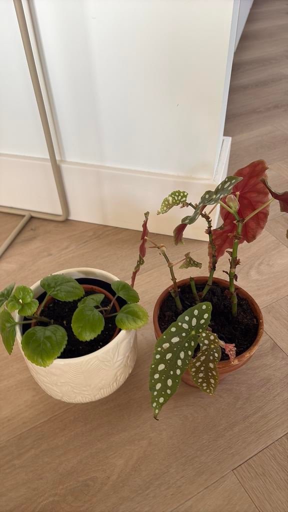 2 leuke plantjes stippen en vetplant, Ophalen of Verzenden, Halfschaduw, Minder dan 100 cm