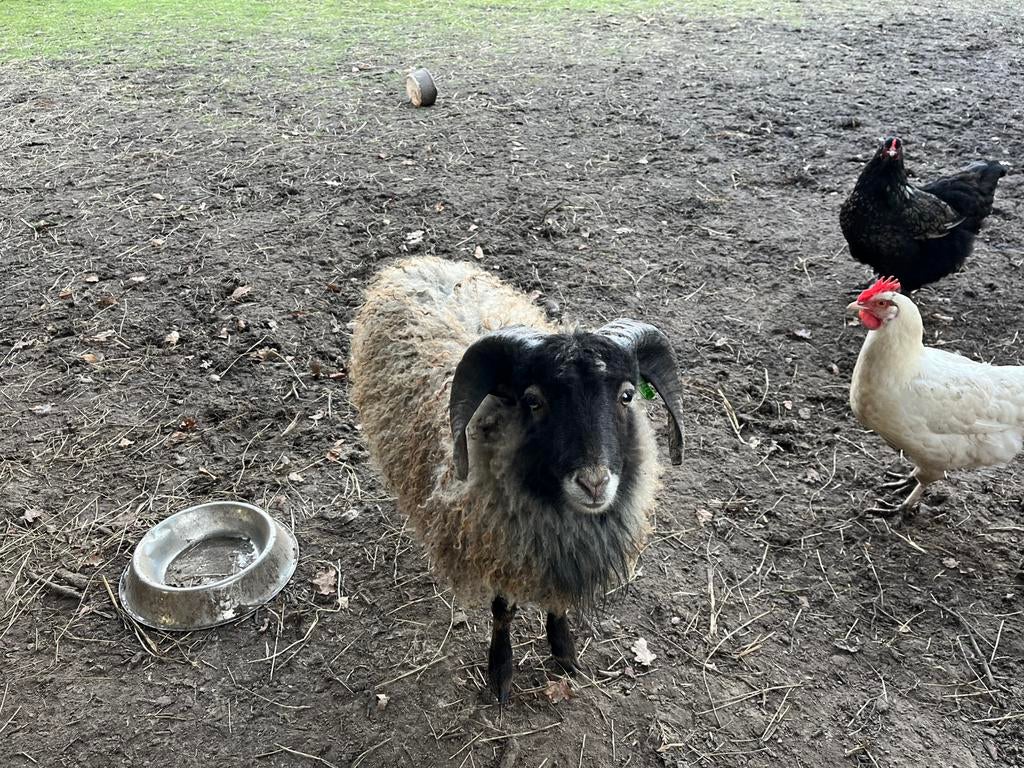 Ouessant rammen, Dieren en Toebehoren, Mannelijk, Schaap