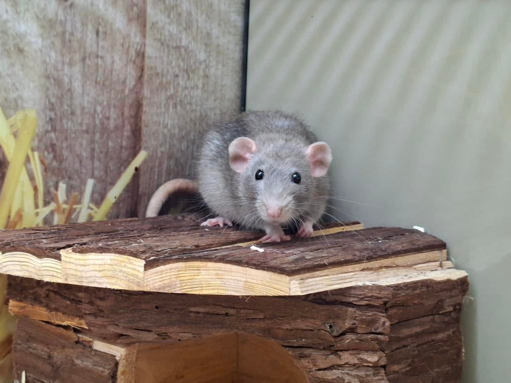 Heel lief ratten mannetje, Januari, Mannelijk, Rat
