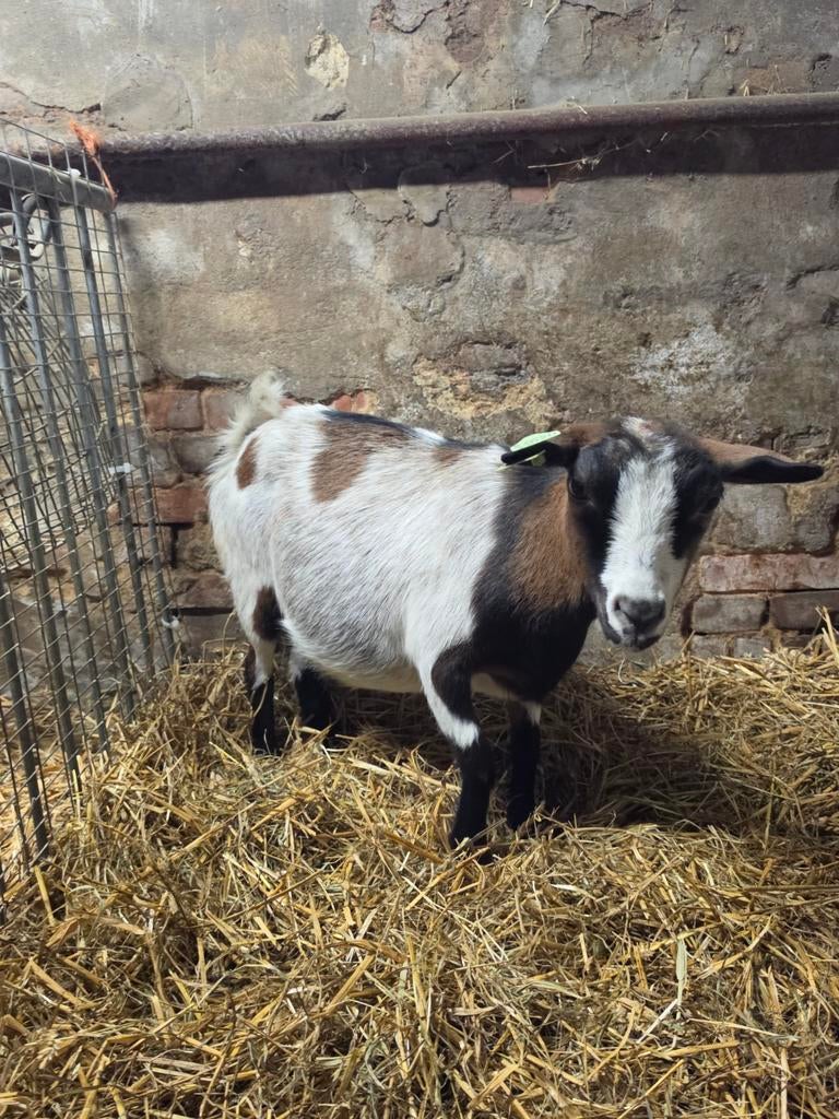 Tekoop hoornloos dwerggeit, Dieren en Toebehoren, Schapen, Geiten en Varkens, Vrouwelijk, Geit, 3 tot 5 jaar