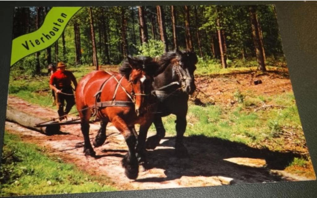 Paard - Trekken Boomstam - Vierhouten, Verzamelen, Verzenden, 1980 tot heden, Gelopen, Paard