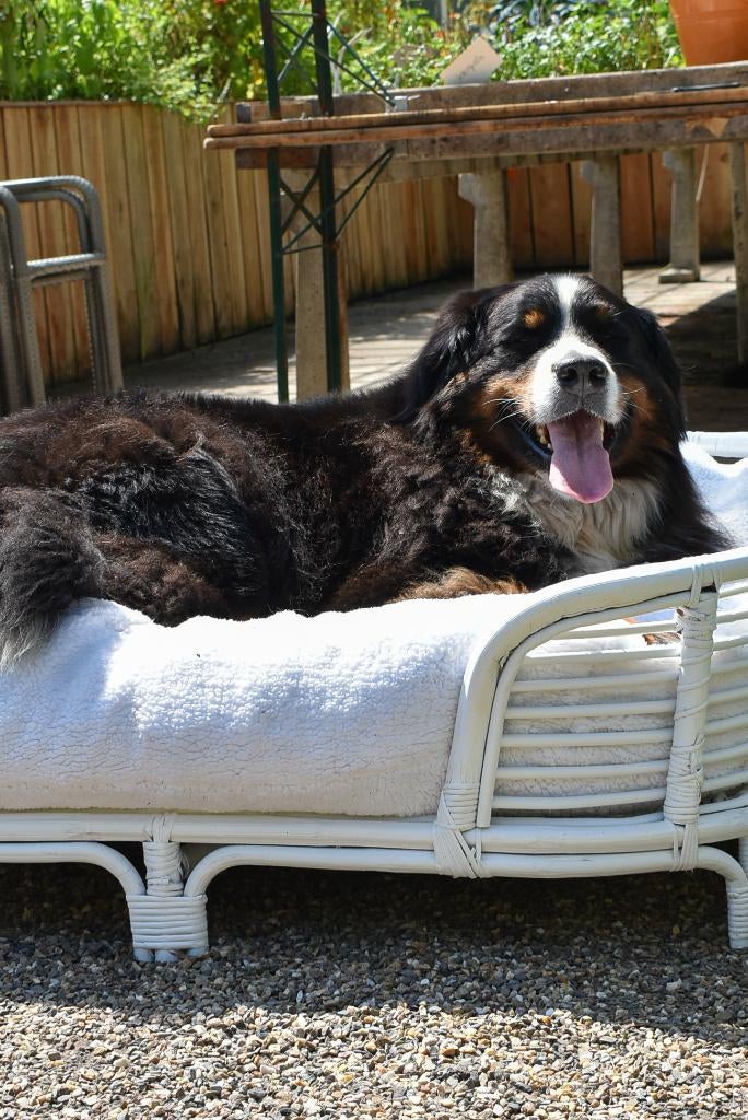 NIEUW XL Orthopedische Hondenmand - handgemaakt, wasbaar, Ophalen, Nieuw, Riet