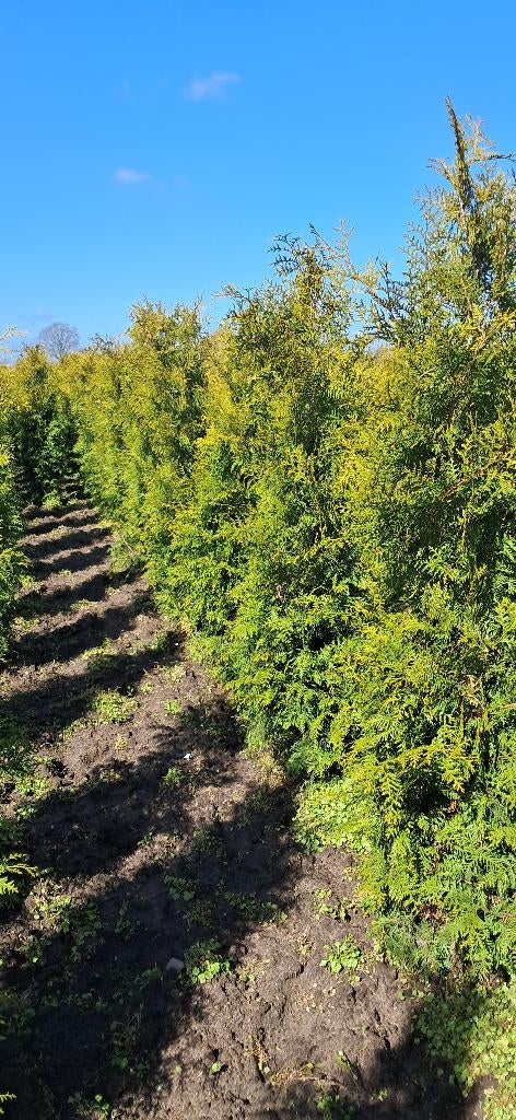 Thuja Brabant haagconiferen 200 cm hoog mooie volle planten, Ophalen, Conifeer, 100 tot 250 cm