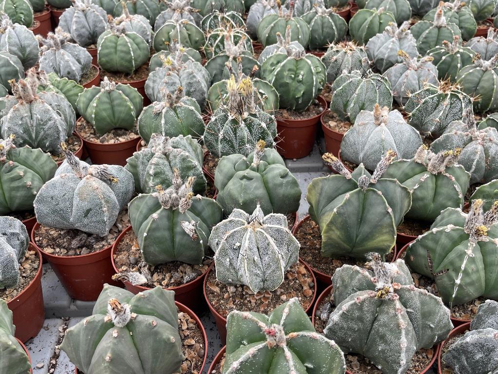 Cactus Astrophytum soorten in de 11 cm pot., Ophalen of Verzenden, Minder dan 100 cm, Bloeiende kamerplant, Volle zon