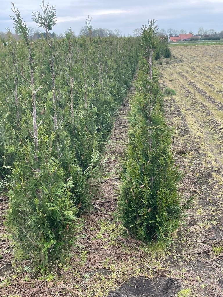 Haagconiferen thuja 150cm, Ophalen, Conifeer, 100 tot 250 cm