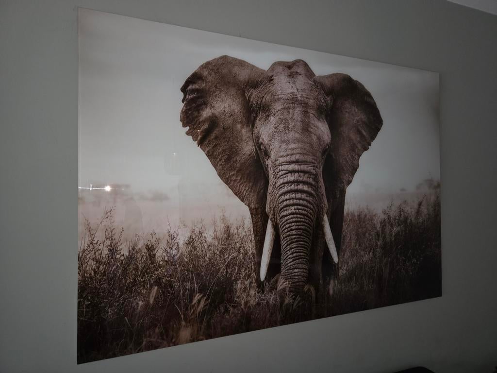 Glasschilderij olifant, Ophalen, 125 cm of meer, Zo goed als nieuw, Schilderij
