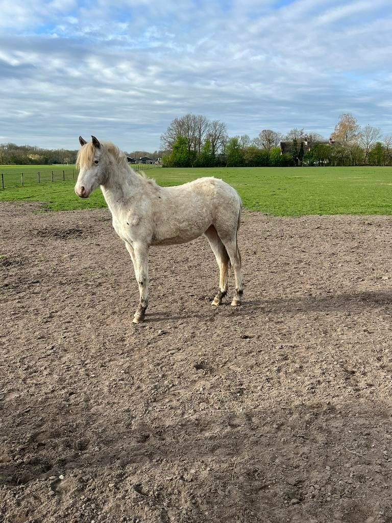 Lieve few spot appaloosa merrie 2 jaar, Dieren en Toebehoren, Pony's, Merrie, B pony (1.17m tot 1.27m), Met stamboom, 0 tot 2 jaar