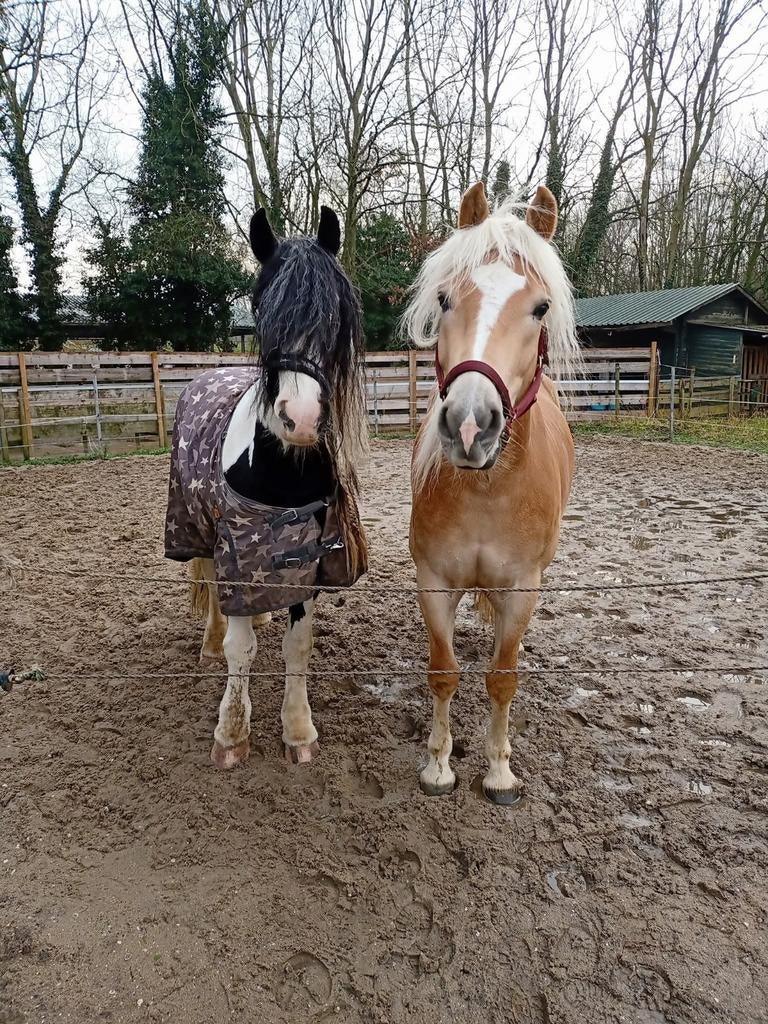 Leuke verzorgerster gezocht., Ophalen of Verzenden, Nieuw