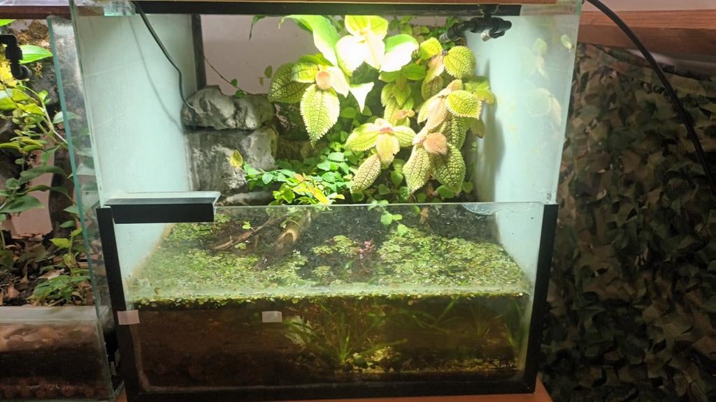 mooi Paludarium! +/- 50x50x40 (b x l x h), Dieren en Toebehoren, Ophalen