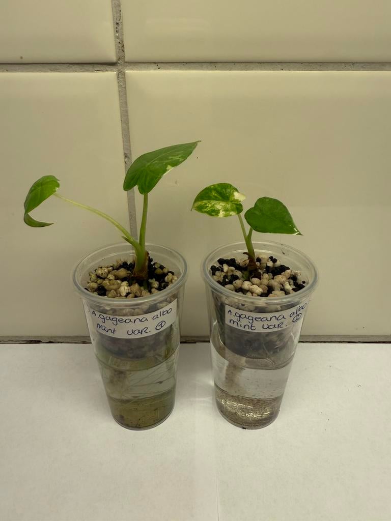 Alocasia gageana albo mint variegata, Huis en Inrichting, Kamerplanten, Ophalen of Verzenden, Halfschaduw, Minder dan 100 cm