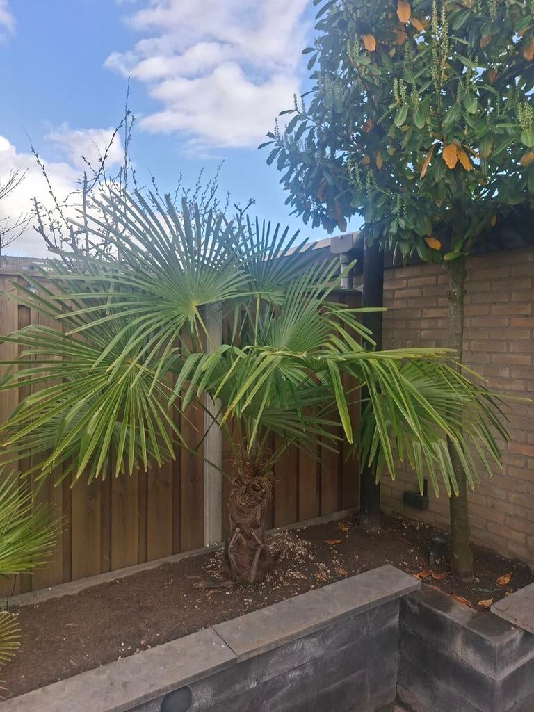 Trachycarpus Fortunei, Ophalen, Gehele jaar, Halfschaduw
