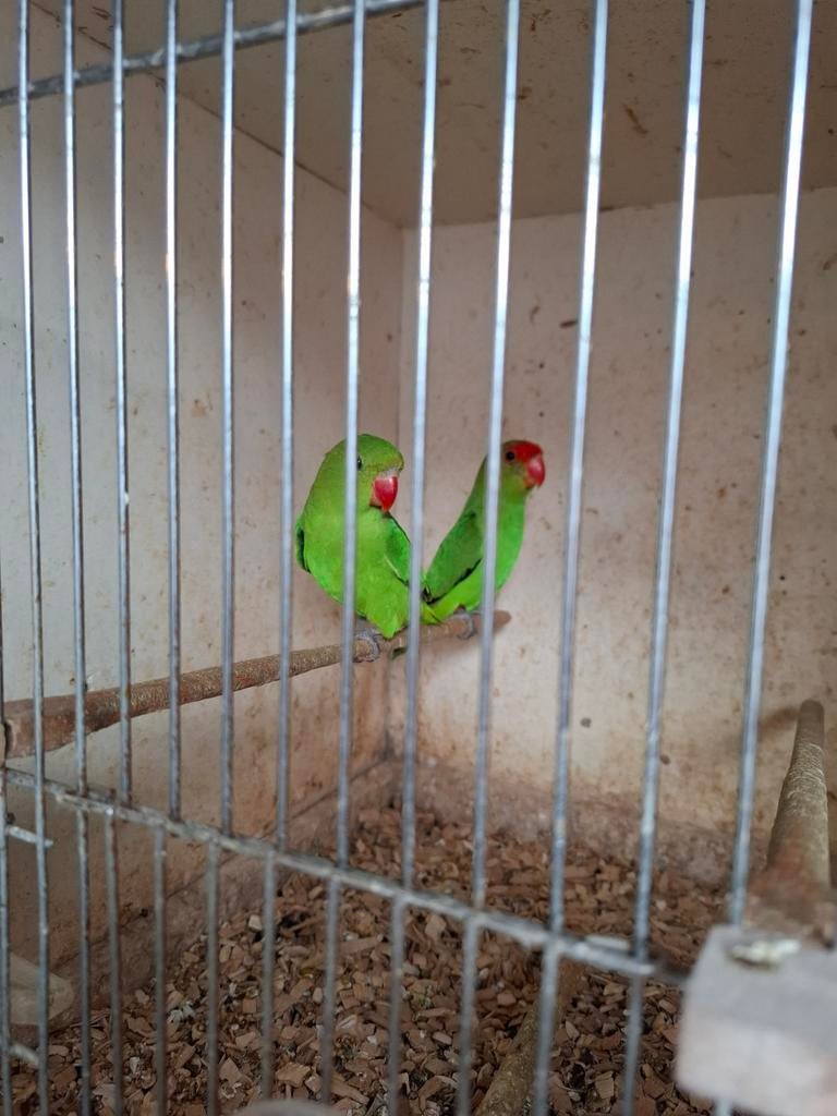 Taranta's, Dieren en Toebehoren, Vogels | Parkieten en Papegaaien, Meerdere dieren, Parkiet, Geringd