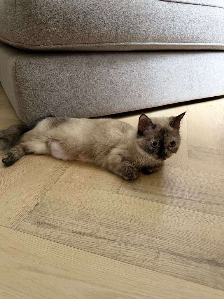 Britse korthaar tortie point kruising 1,5 jaar, Dieren en Toebehoren, Katten en Kittens | Raskatten | Korthaar, Poes, Ontwormd