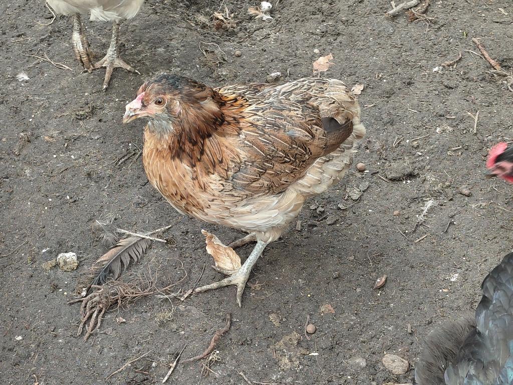 Araucana kriel hen, Vrouwelijk, Kip