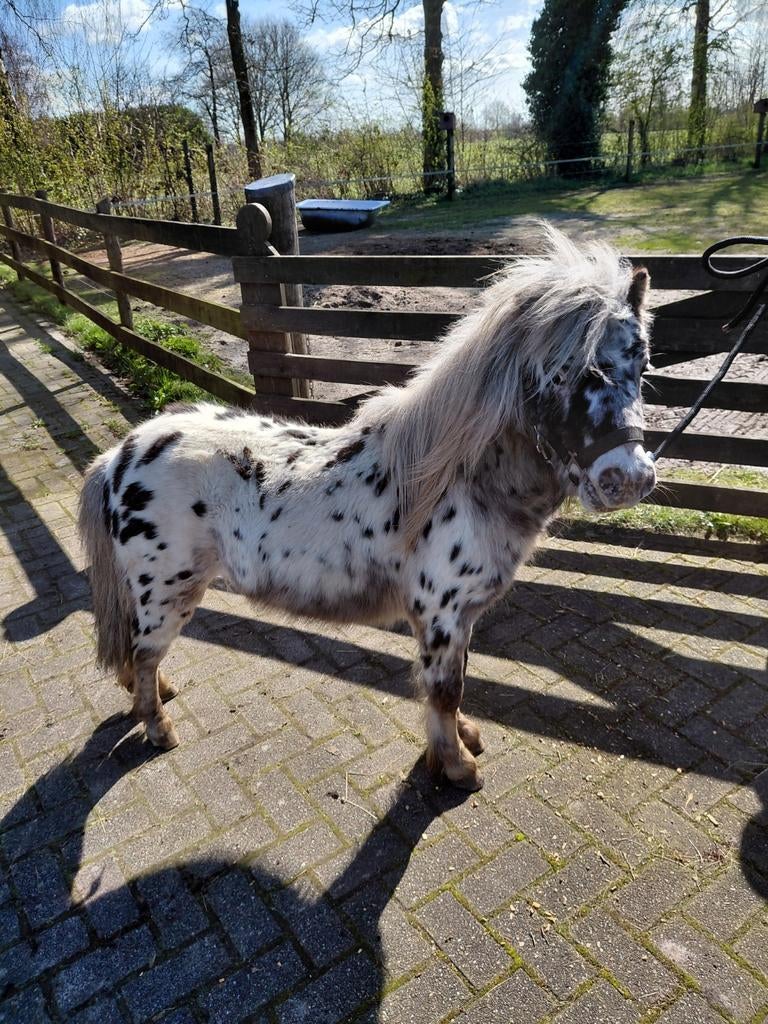 Ter dekking.Zwart panterbonte hengst.85 cm., Dieren en Toebehoren, Pony's, Hengst