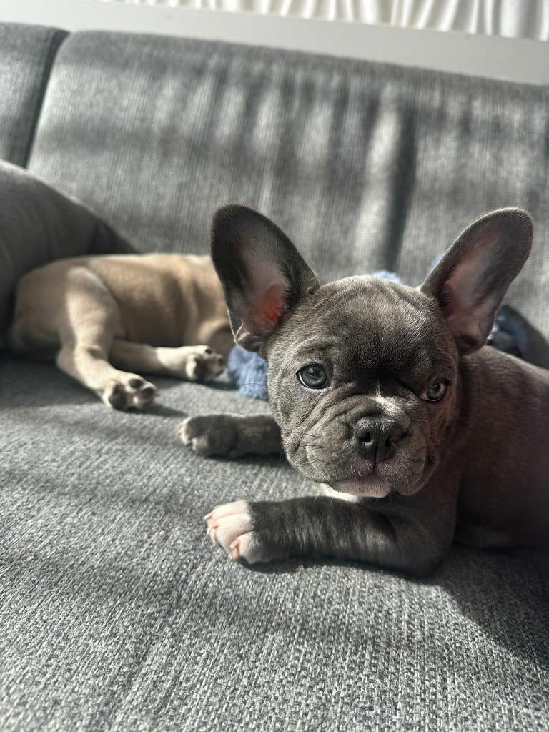 Franse bulldog, 8 tot 15 weken, Teef, Bulldog, Meerdere