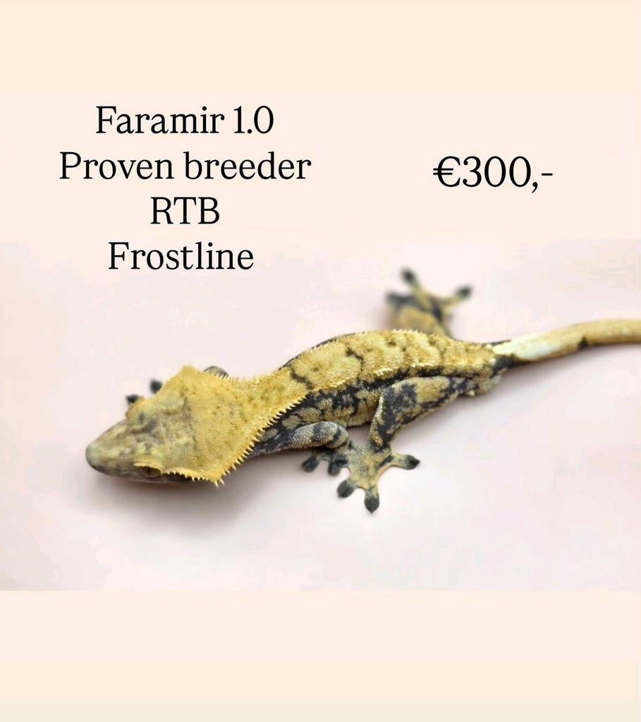 Wimpergekko crested gecko Crested Gecko - male for sale from millim