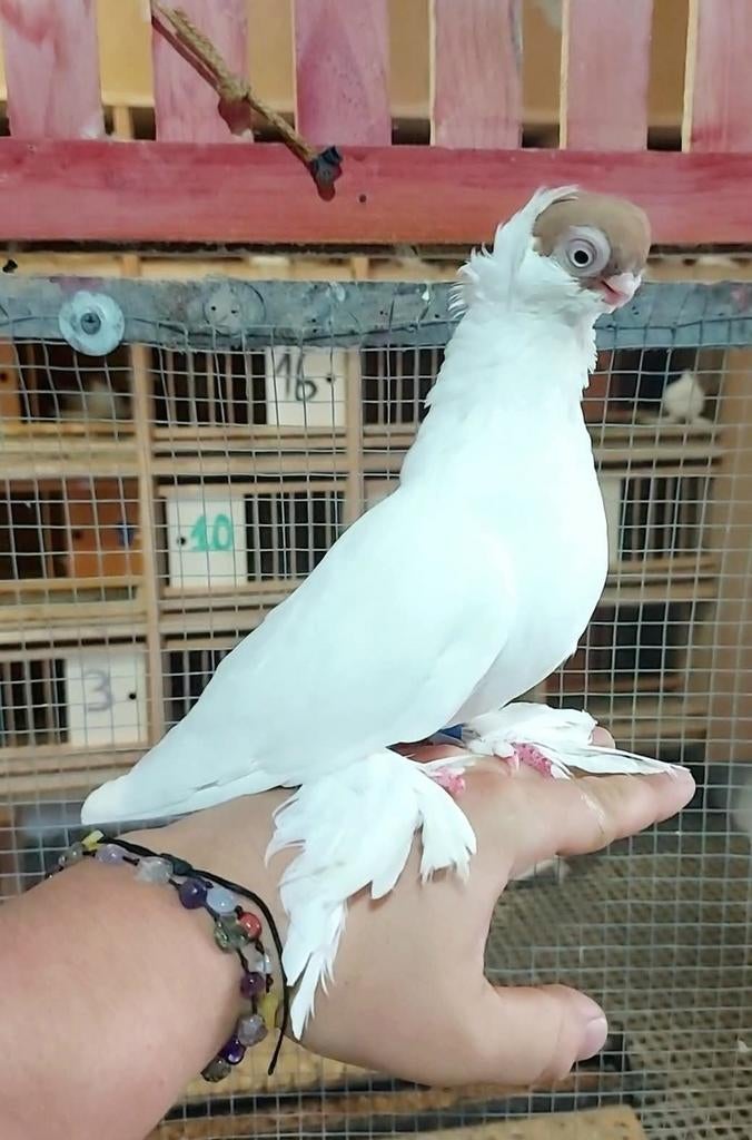 Zoek een plek om duiven te kweken Lees de beschrijving, Mannelijk