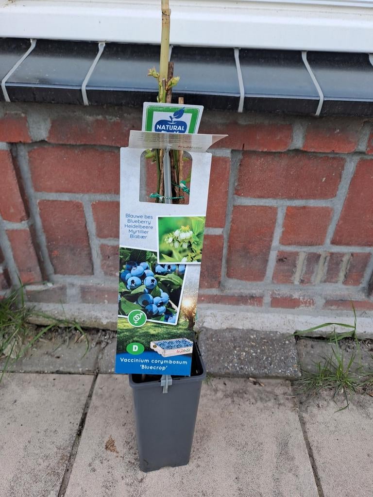 Blauwe bessenstruik 'Bluecrop', Tuin en Terras, Planten | Fruitbomen, Ophalen, Minder dan 100 cm, Overige soorten, Zomer
